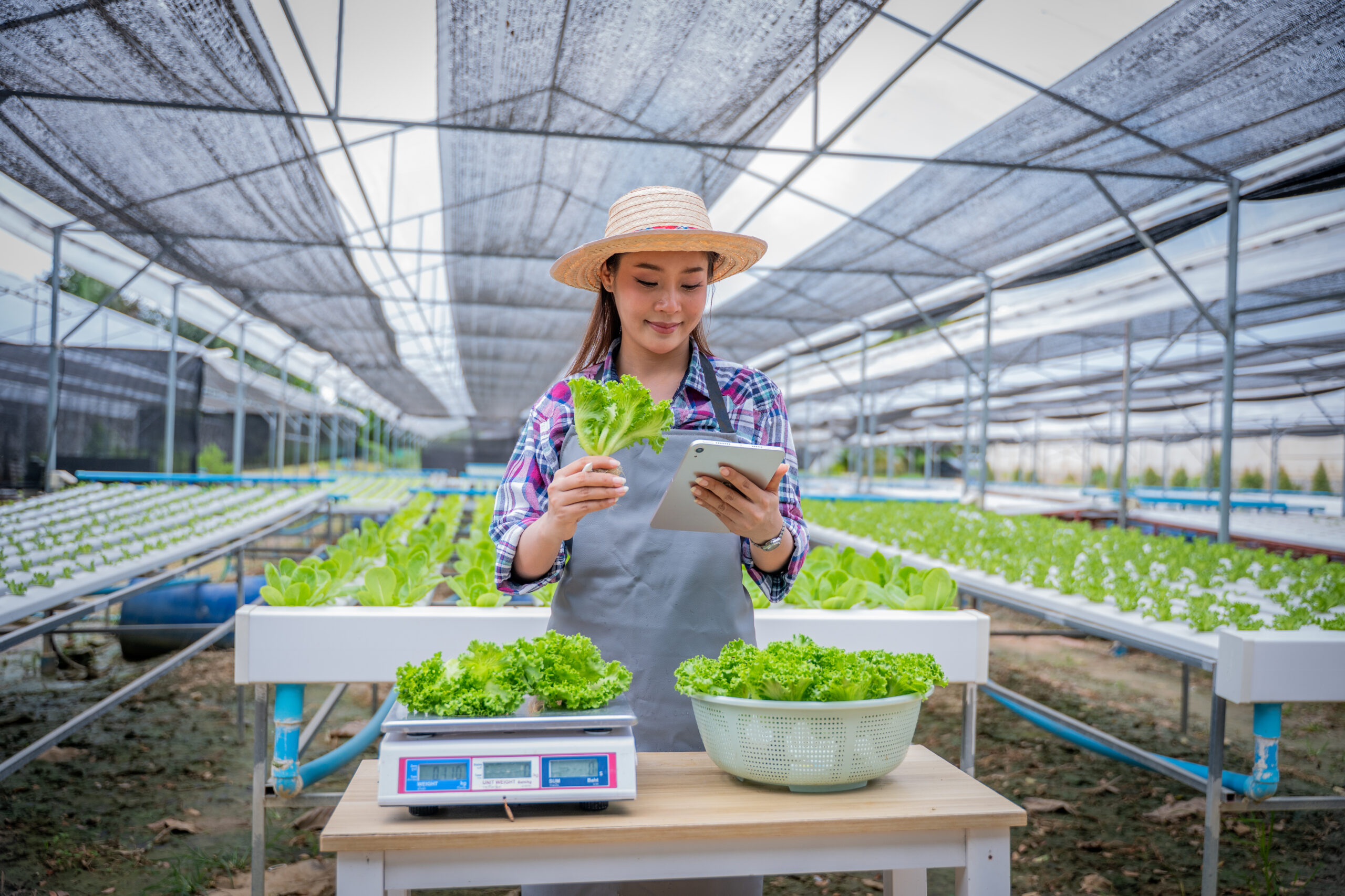 Topraksız Tarımda Su Kullanımı: Gerçekten Ne Kadar Tasarruf Sağlanır?