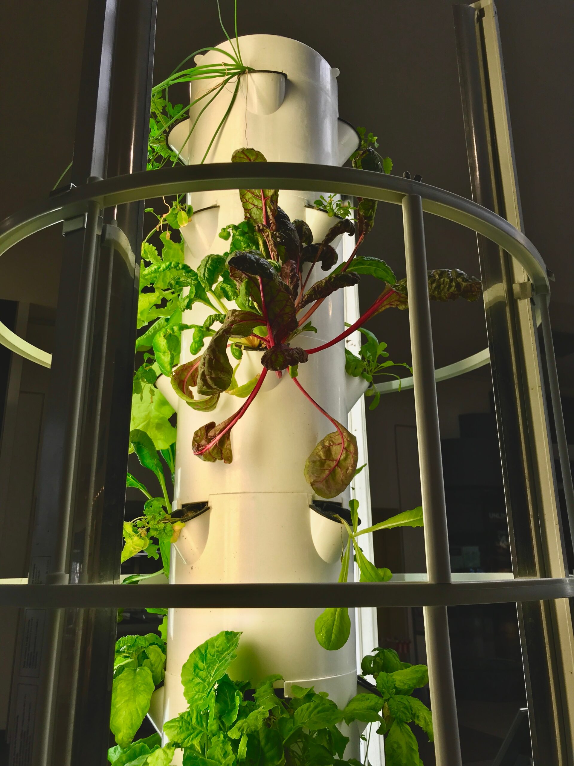 Topraksız Tarımın Geleceği: Kent Tarımı, Dikey Çiftlikler ve Yeni Nesil Üretim Modelleri