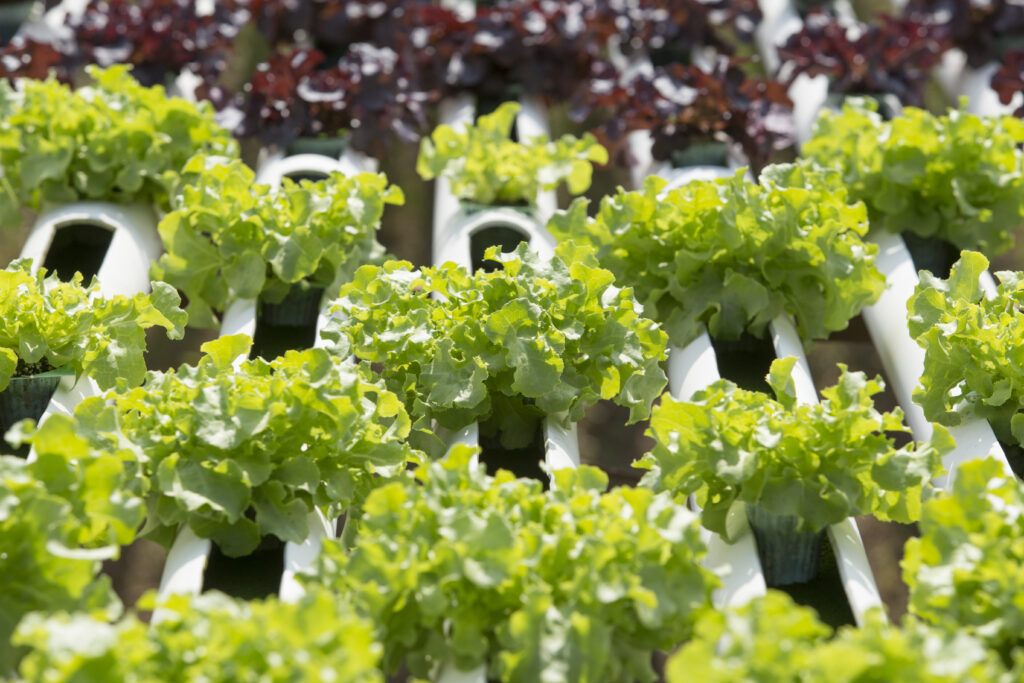 Topraksız Tarımda İklim Kontrolü Nasıl Yapılır? Seralarda Sıcaklık, Nem ve Hava Yönetimi