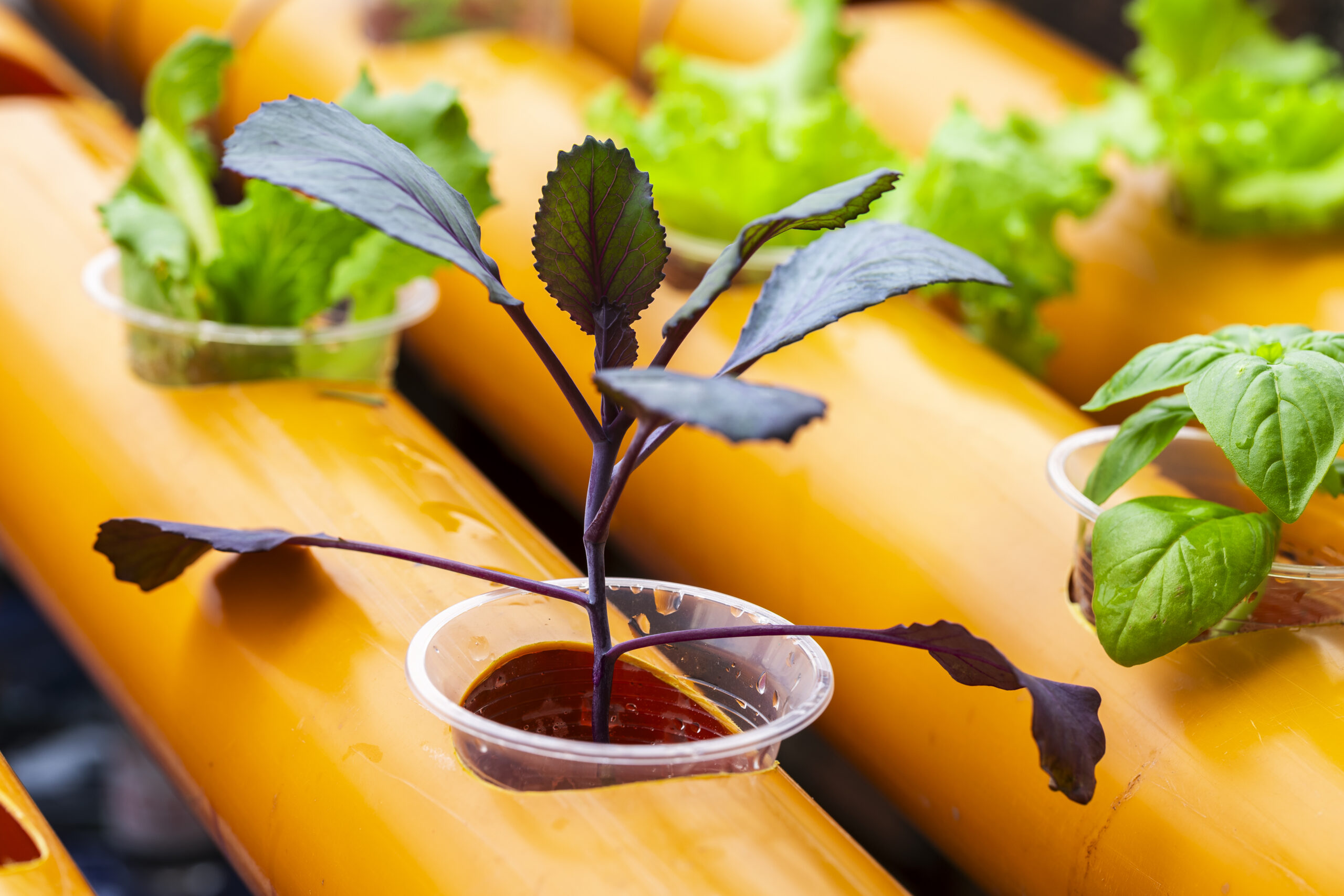 Topraksız Tarımın Tarihi: İlk Denemelerden Günümüze