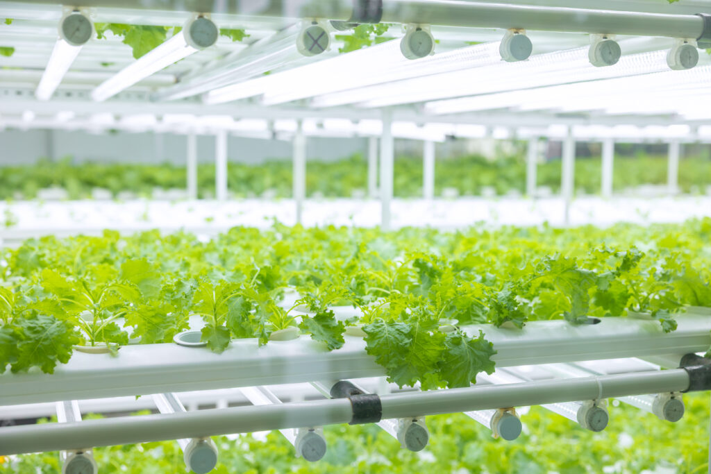 Topraksız Tarımın Tarihi: İlk Denemelerden Günümüze